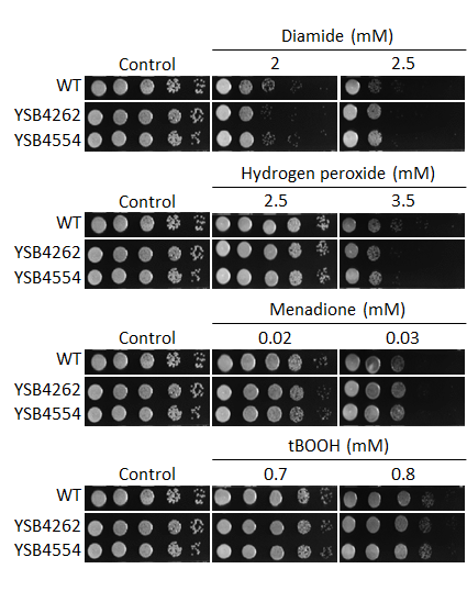 Oxidative stress phenotype
