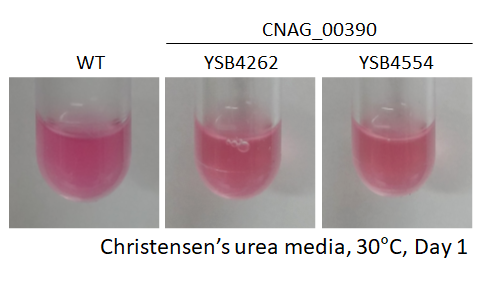 Urease phenotype