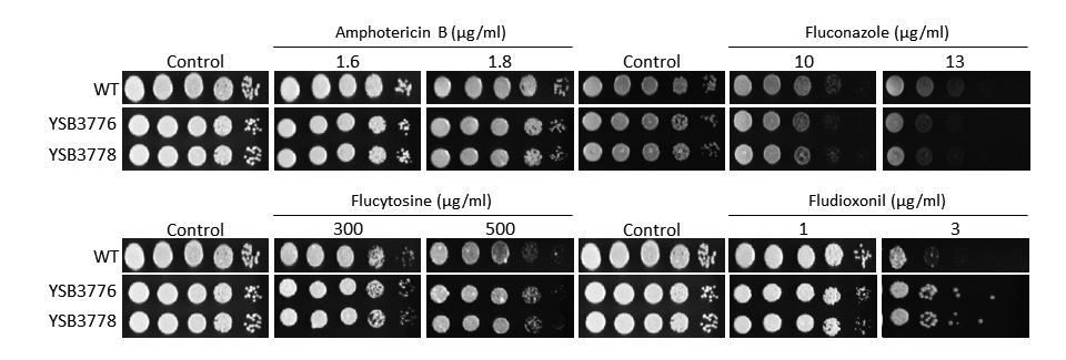 Antifungal drug susceptibility