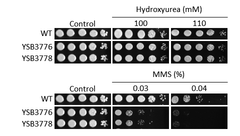 Genotoxic stress phenotype