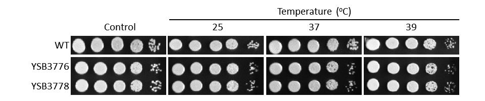 Growth phenotype