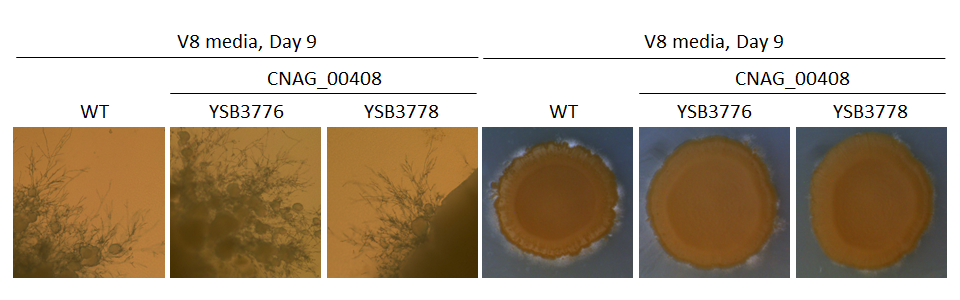 Mating phenotype