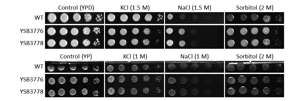 Osmotic stress phenotype