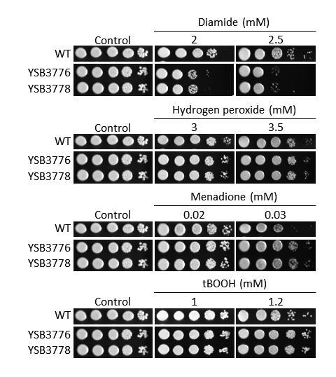 Oxidative stress phenotype