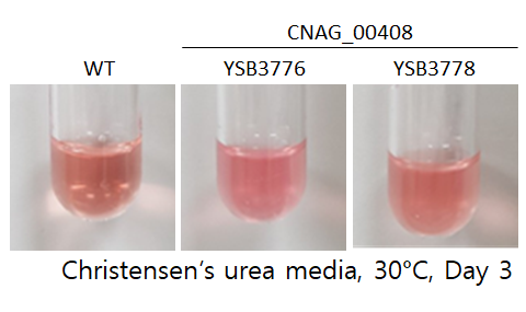Urease phenotype