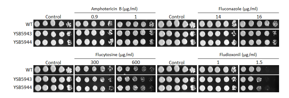 Antifungal drug susceptibility