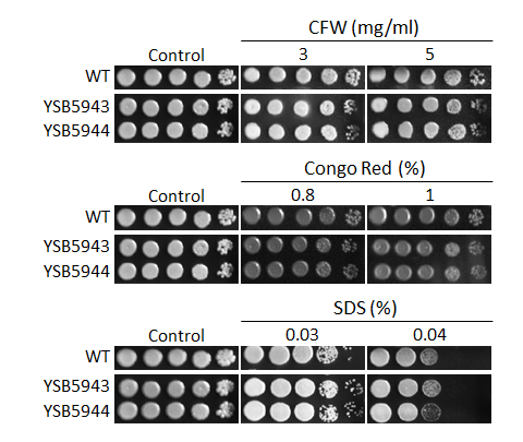 Cell wall stress phenotype