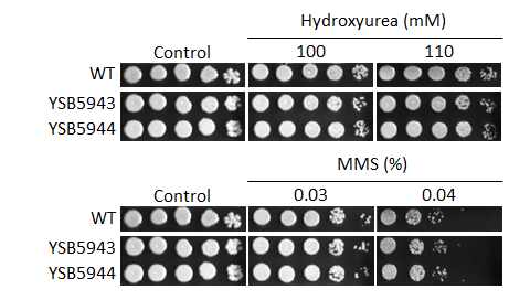 Genotoxic stress phenotype