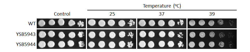 Growth phenotype