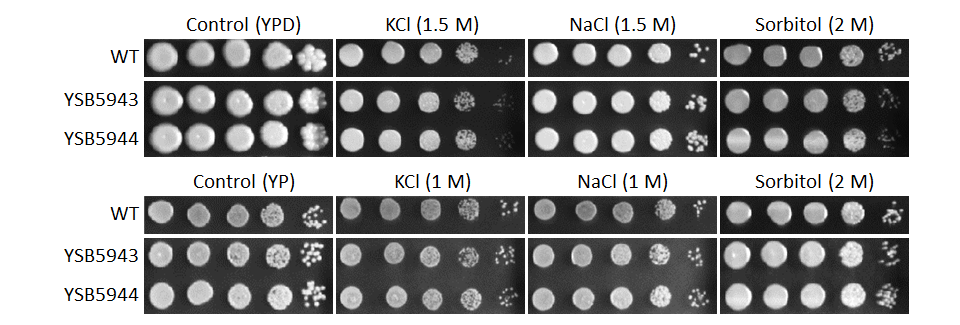 Osmotic stress phenotype