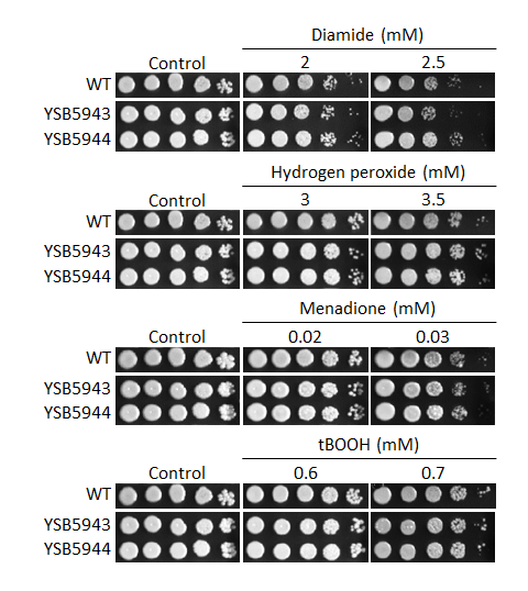 Oxidative stress phenotype