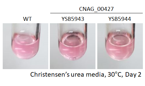 Urease phenotype