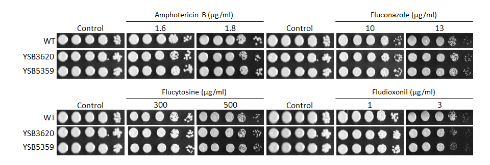 Antifungal drug susceptibility