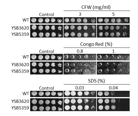 Cell wall stress phenotype