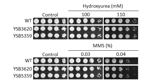 Genotoxic stress phenotype