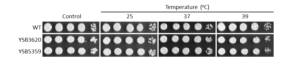 Growth phenotype