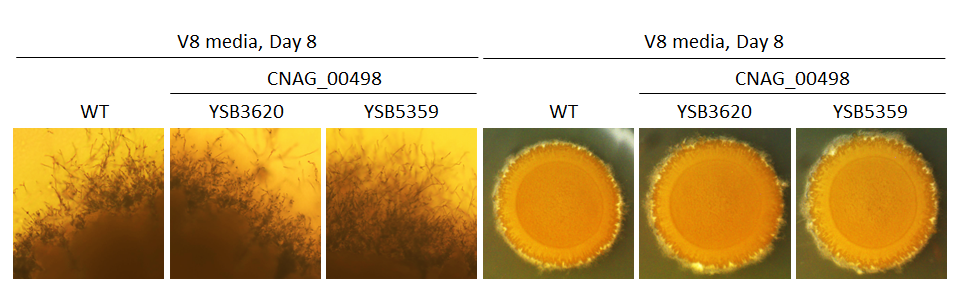 Mating phenotype