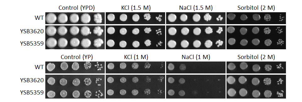 Osmotic stress phenotype
