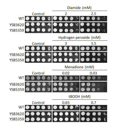Oxidative stress phenotype