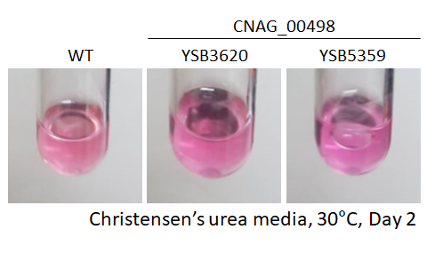 Urease phenotype