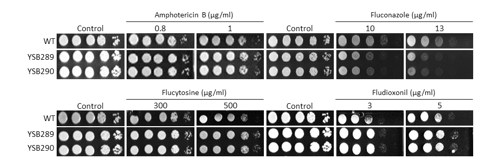Antifungal drug susceptibility