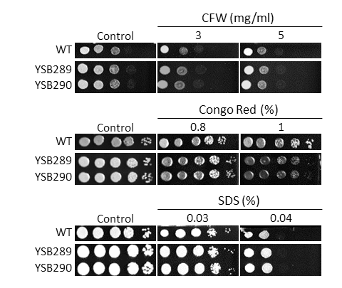 Cell wall stress phenotype