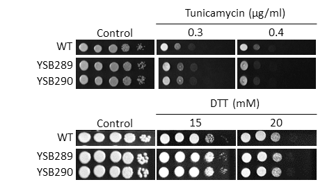 ER stress phenotype