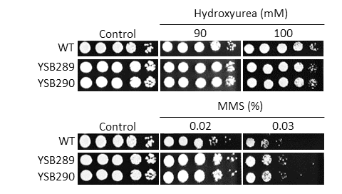 Genotoxic stress phenotype