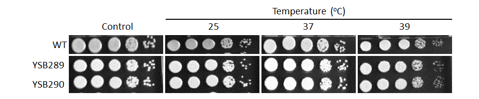 Growth phenotype