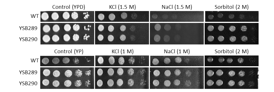 Osmotic stress phenotype