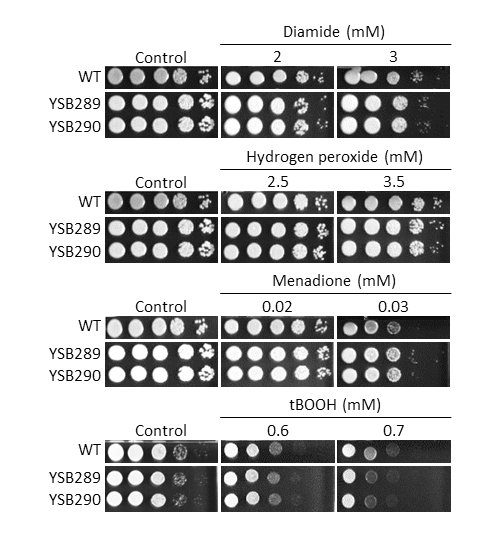 Oxidative stress phenotype