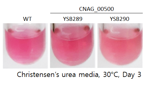 Urease phenotype