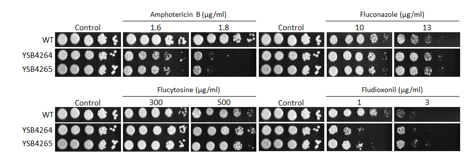 Antifungal drug susceptibility