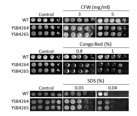 Cell wall stress phenotype
