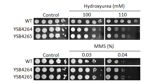 Genotoxic stress phenotype