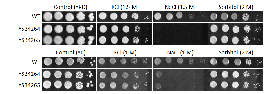 Osmotic stress phenotype