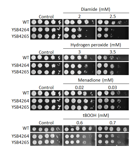 Oxidative stress phenotype