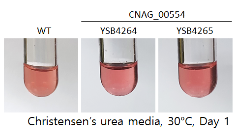 Urease phenotype