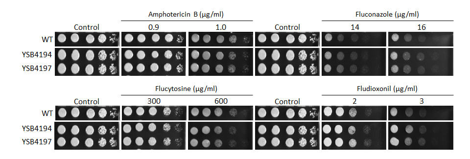 Antifungal drug susceptibility