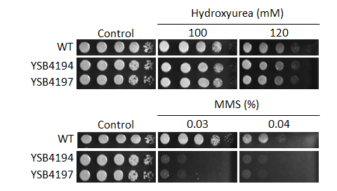 Genotoxic stress phenotype