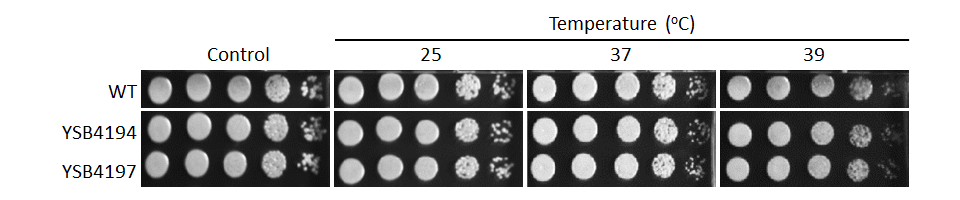 Growth phenotype