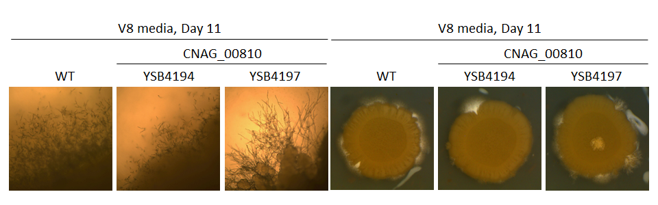 Mating phenotype