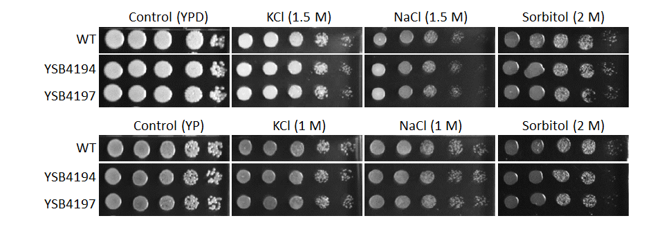 Osmotic stress phenotype