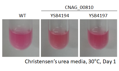 Urease phenotype