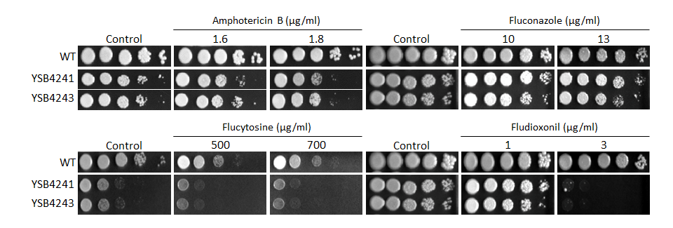 Antifungal drug susceptibility