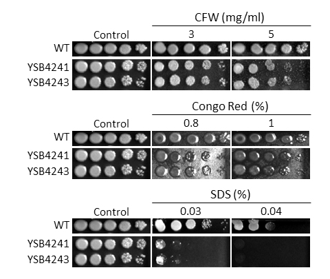 Cell wall stress phenotype