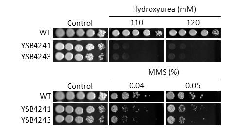 Genotoxic stress phenotype