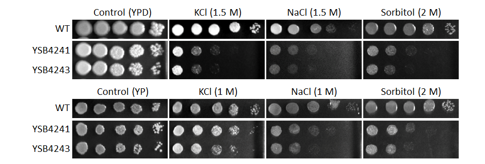 Osmotic stress phenotype