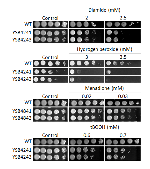 Oxidative stress phenotype