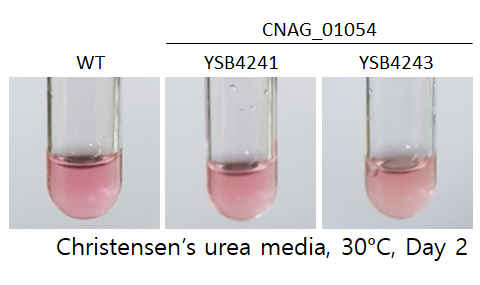 Urease phenotype